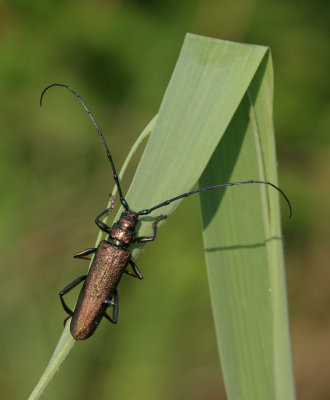 Musk Beetle / Muskusboktor