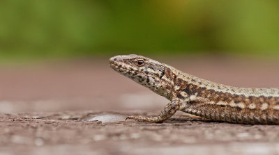 Common Wall Lizard/ Muurhagedis