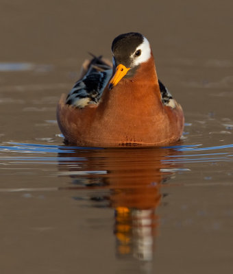 Grey Phalarope / Rosse Franjepoot
