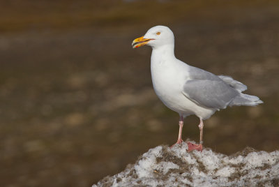 Glaucous Gull / Grote burgemeester