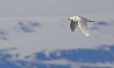 Glaucous Gull / Grote burgemeester