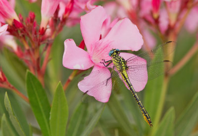 Syrian Clubtail / Syrische rombout