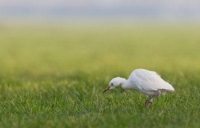 Cattle Egret / Koereiger 