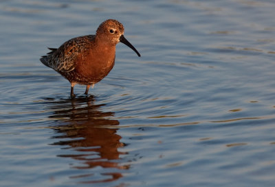 Curlew sandpiper / Krombekstrandloper