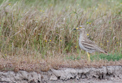 Stone curlew / Griel