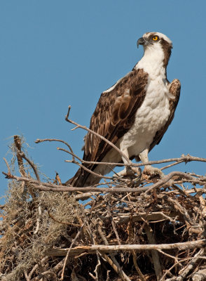 North American Osprey / Noord Amerikaanse Visarend (P.H. Carolinensis)