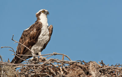 North American Osprey / Noord Amerikaanse Visarend (P.H. Carolinensis)