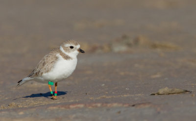 Pipingplover / Dwergplevier