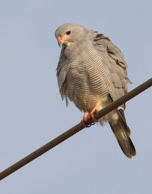 Lizard buzzard / Hagedisbuizerd 