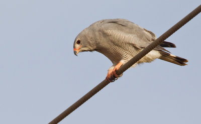 Lizard buzzard / Hagedisbuizerd 