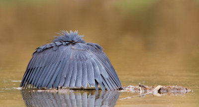 Black heron / Zwarte reiger