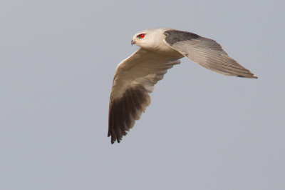 Black-winged kite / Grijze wouw