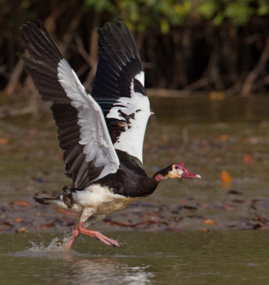 Spur-winged goose / Spoorwiekgans