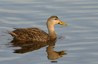 Mottled duck / Gevlekte Florida-eend