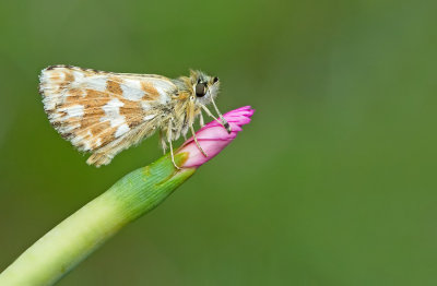 Red-underwing skipper / Kalkgraslanddikkopje