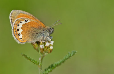 Alpine Heath / Alpenhooibeestje