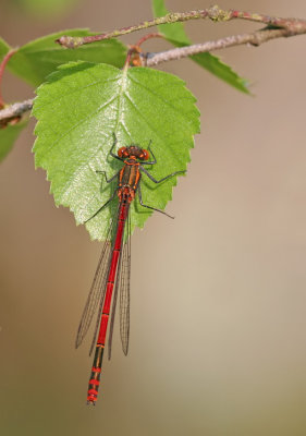 Large red damselfly / Vuurjuffer