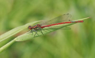 Large red damselfly / Vuurjuffer