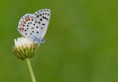 Baton blue / Klein tijmblauwtje