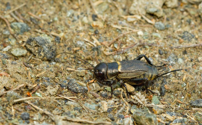 Field cricket / Veldkrekel
