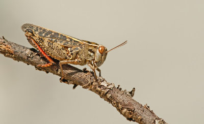 Italian locust / Rosevleugel