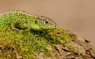 Zandhagedis / Sand Lizard 