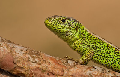 Zandhagedis / Sand Lizard 