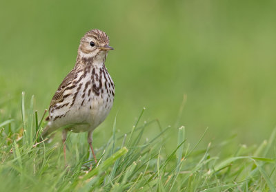 Meadow pipit / Graspieper 