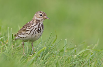 Meadow pipit / Graspieper