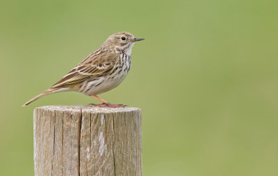Meadow pipit / Graspieper 