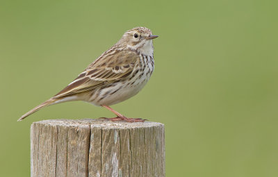 Meadow pipit / Graspieper 