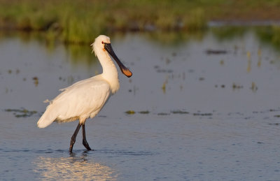 Eurasian Spoonbill / Lepelaar