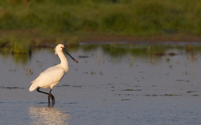 Eurasian Spoonbill / Lepelaar