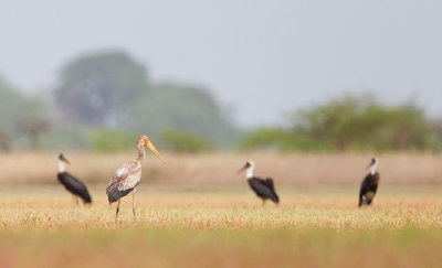 Yellow-billed stork / Afrikaanse nimmerzat 