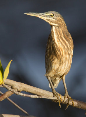 Striated heron / Mangrove reiger