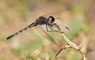 Black Percher / Moriaantje