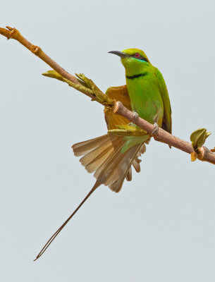 Little green bee-eater / Kleine groene bijeneter