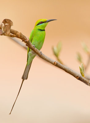 Little green bee-eater / Kleine groene bijeneter
