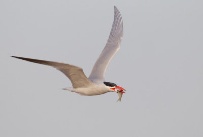 Caspian tern / Reuzenstern 