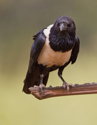 Pied crow / Schildraaf 