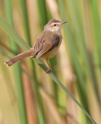 Tawny-flanked prinia / Roestflankprinia