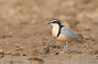 Egyptian plover / Krokodilwachter