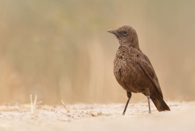 Northern Anteater-chat / Bruine Miertapuit