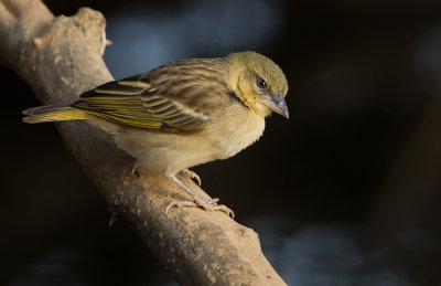 Black-headed weaver / Zwartkopwever 