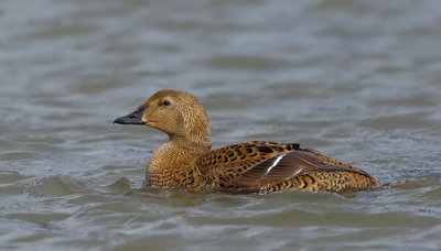 King eider / Koningseider