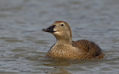 King eider / Koningseider