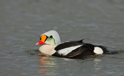 King eider / Koningseider
