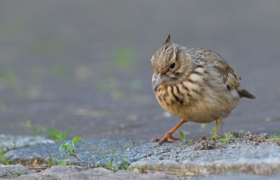 Crested Lark / Kuifleeuwerik