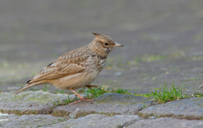 Crested Lark / Kuifleeuwerik