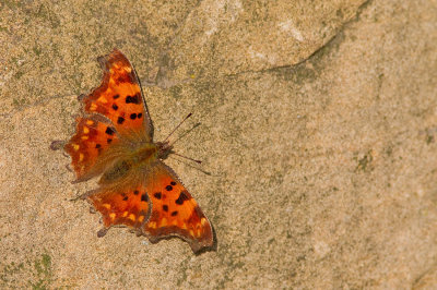 Comma butterfly / Gehakkelde Aurelia 